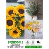 泰迪向日葵鲜花批發摆摊鲜花云南直发基地真花材鲜切花期长插花束