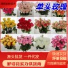 单头玫瑰花云南鲜花直批花店家用教师节母亲节花卉批发可一件代发