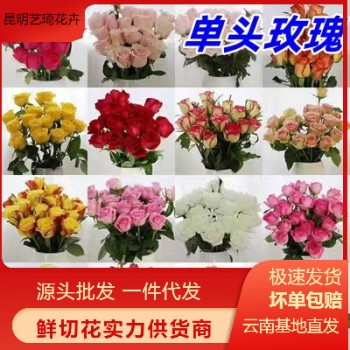 单头玫瑰花云南鲜花直批花店家用教师节母亲节花卉批发可一件代发