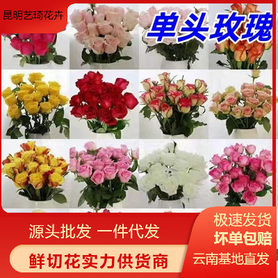 单头玫瑰花云南鲜花直批花店家用教师节母亲节花卉批发可一件代发
