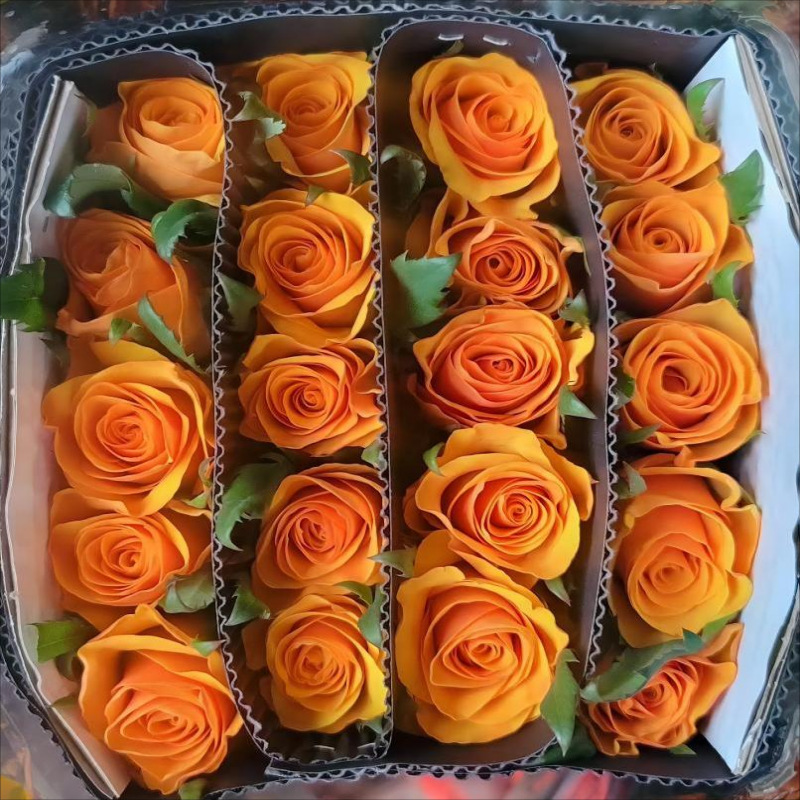 单头玫瑰花云南鲜花直批花店家用教师节母亲节花卉批发可一件代发