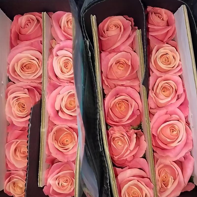 单头玫瑰花云南鲜花直批花店家用教师节母亲节花卉批发可一件代发