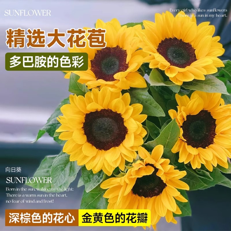 泰迪向日葵鲜花批發摆摊鲜花云南直发基地真花材鲜切花期长插花束
