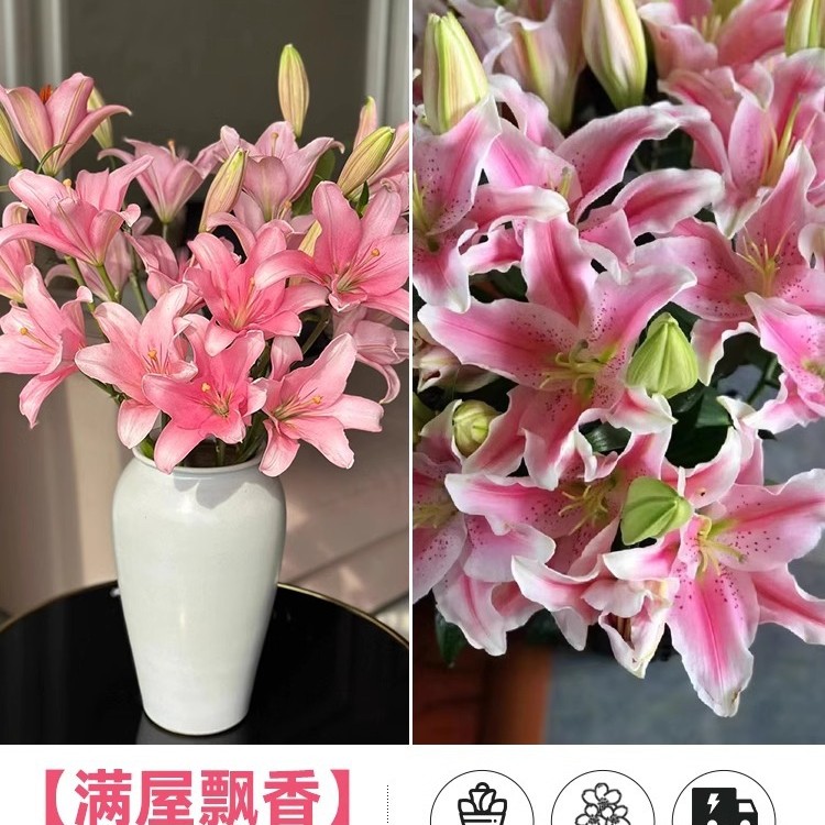 鲜花云南直发多头百合花鲜花水养香水百合鲜切花真花束基地批发