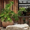 侘寂风落地特大口径镁泥花盆阳台户外庭院花园天台大号绿植种植盆