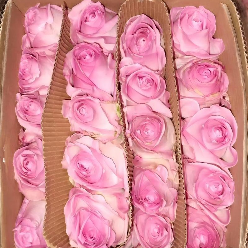 单头玫瑰花云南鲜花直批花店家用教师节母亲节花卉批发可一件代发