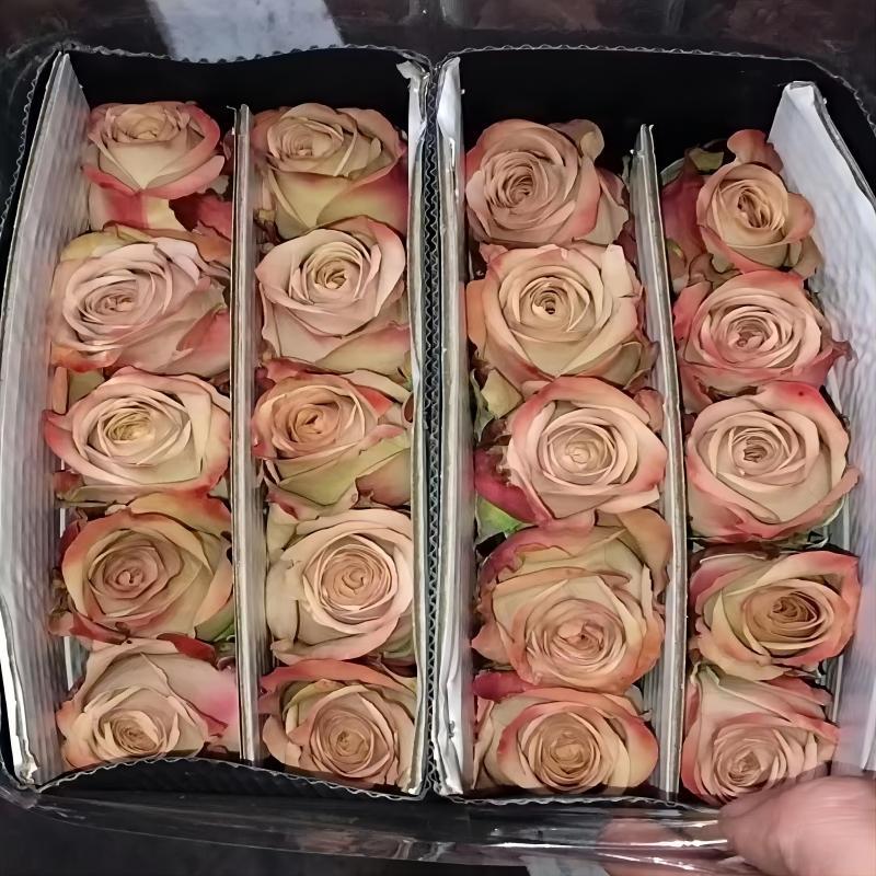 单头玫瑰花云南鲜花直批花店家用教师节母亲节花卉批发可一件代发
