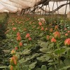 单头玫瑰花云南鲜花直批花店家用教师节母亲节花卉批发可一件代发