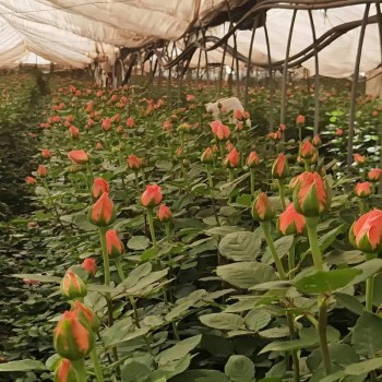 单头玫瑰花云南鲜花直批花店家用教师节母亲节花卉批发可一件代发