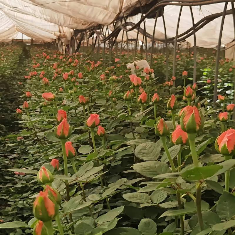 单头玫瑰花云南鲜花直批花店家用教师节母亲节花卉批发可一件代发