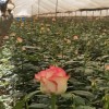单头玫瑰花云南鲜花直批花店家用教师节母亲节花卉批发可一件代发