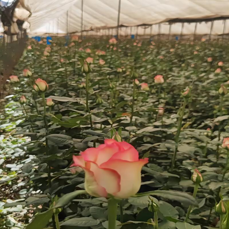 单头玫瑰花云南鲜花直批花店家用教师节母亲节花卉批发可一件代发