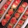 单头玫瑰花云南鲜花直批花店家用教师节母亲节花卉批发可一件代发