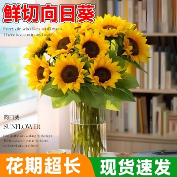 泰迪向日葵鲜花批發摆摊鲜花云南直发基地真花材鲜切花期长插花束