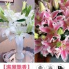 鲜花云南直发多头百合花鲜花水养香水百合鲜切花真花束基地批发