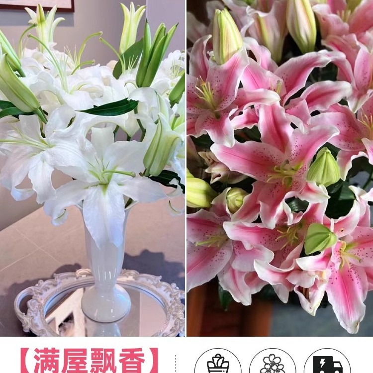 鲜花云南直发多头百合花鲜花水养香水百合鲜切花真花束基地批发