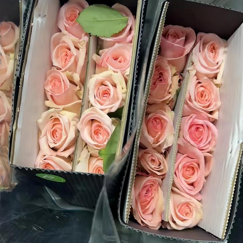 单头玫瑰花云南鲜花直批花店家用教师节母亲节花卉批发可一件代发