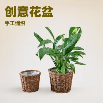 创意柳编花盆手工编织桌面收纳花篮藤编绿萝盆客厅摆件花园花器盆