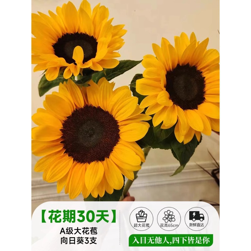 泰迪向日葵鲜花批發摆摊鲜花云南直发基地真花材鲜切花期长插花束