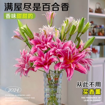 鲜花云南直发多头百合花鲜花水养香水百合鲜切花真花束基地批发