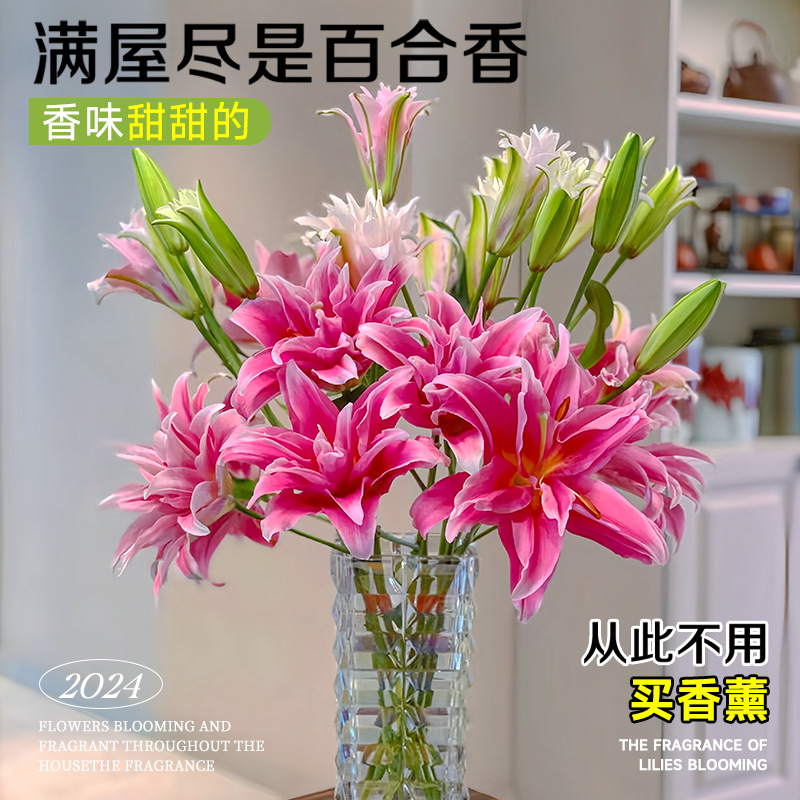 鲜花云南直发多头百合花鲜花水养香水百合鲜切花真花束基地批发