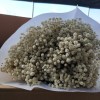 满天星干花永生花装饰材料批发零售家居婚庆跨境厂家直销
