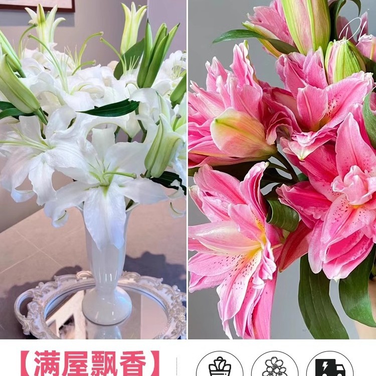 鲜花云南直发多头百合花鲜花水养香水百合鲜切花真花束基地批发