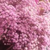 满天星干花永生花装饰材料批发零售家居婚庆跨境厂家直销
