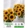 泰迪向日葵鲜花批發摆摊鲜花云南直发基地真花材鲜切花期长插花束