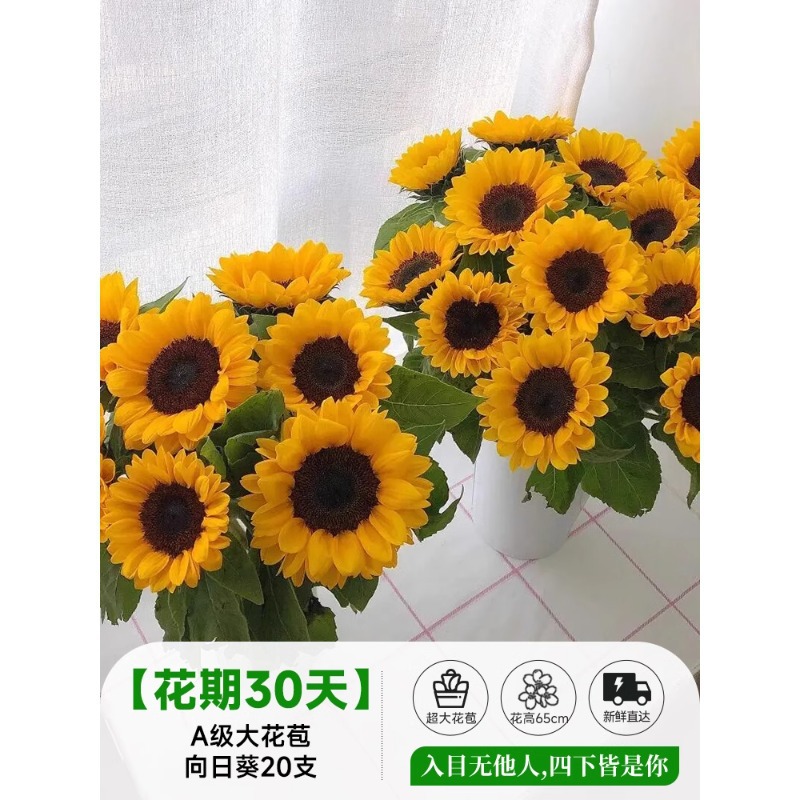 泰迪向日葵鲜花批發摆摊鲜花云南直发基地真花材鲜切花期长插花束