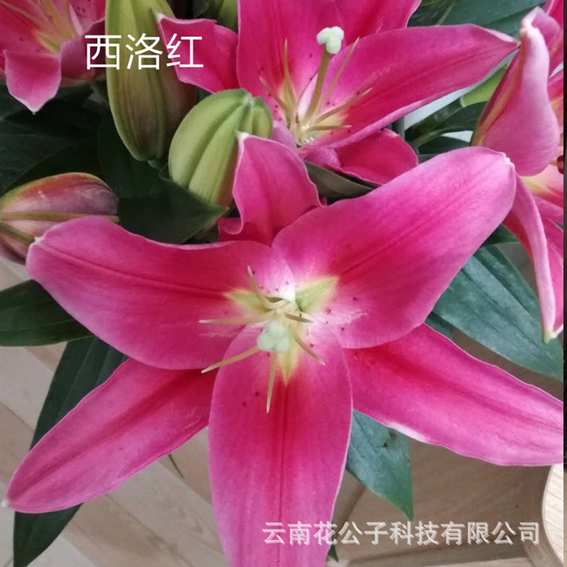 西洛红.jpg