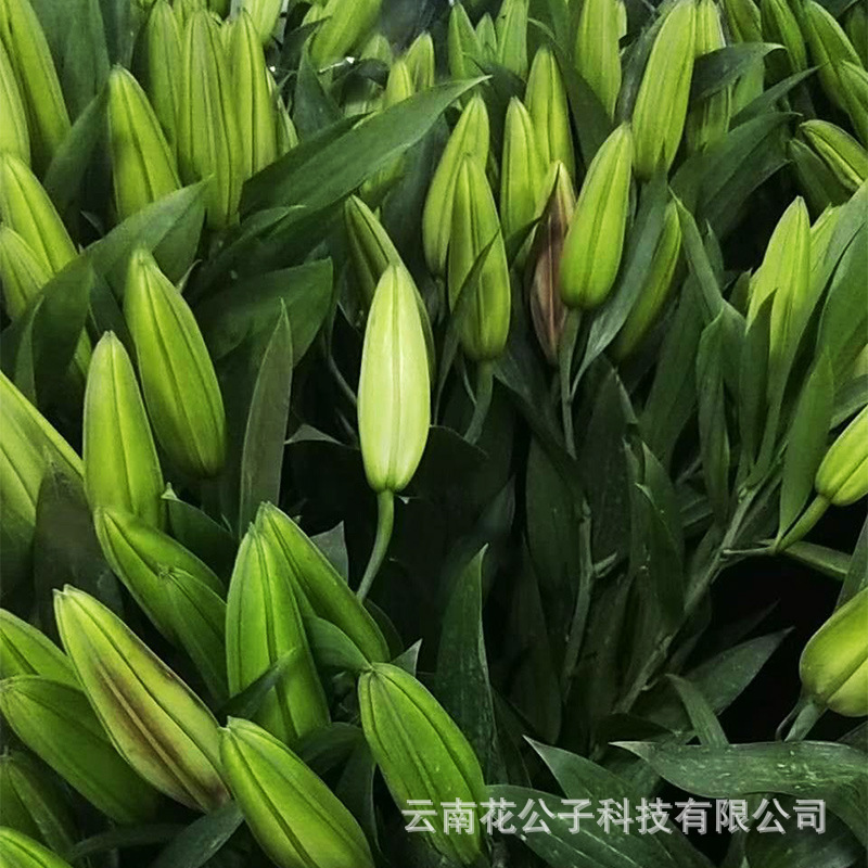卡瓦娜3.jpg