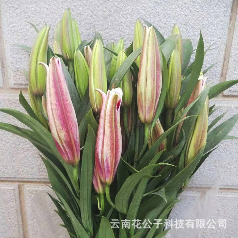 卡瓦娜4.jpg