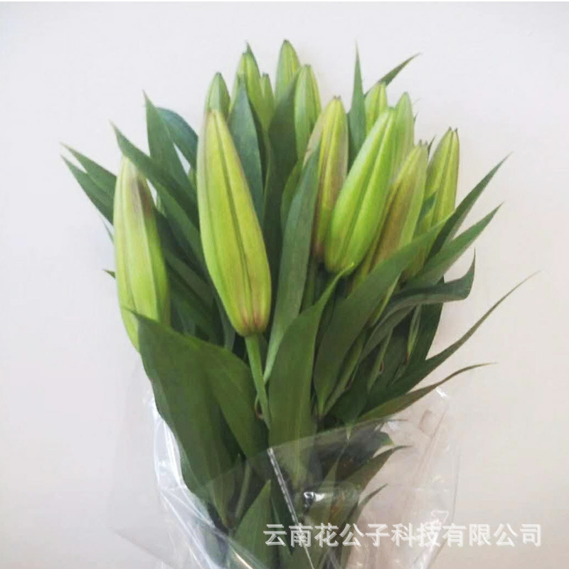 卡瓦娜1.jpg