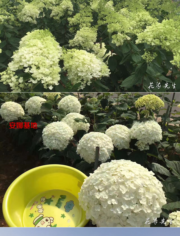 未命名-1_r2_c1